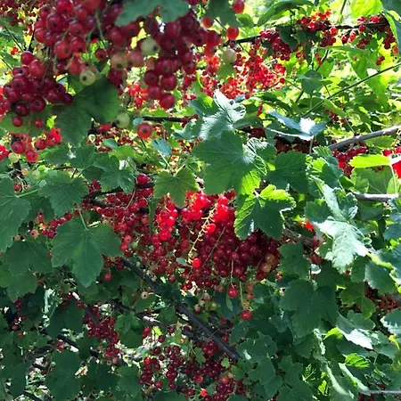 Le Galvani Prázdninový dům