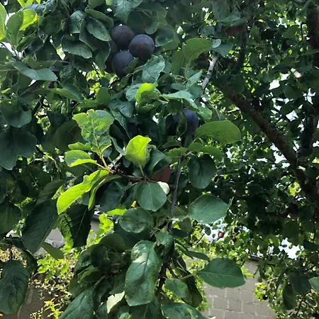 Ferienhaus Le Galvani Honfleur