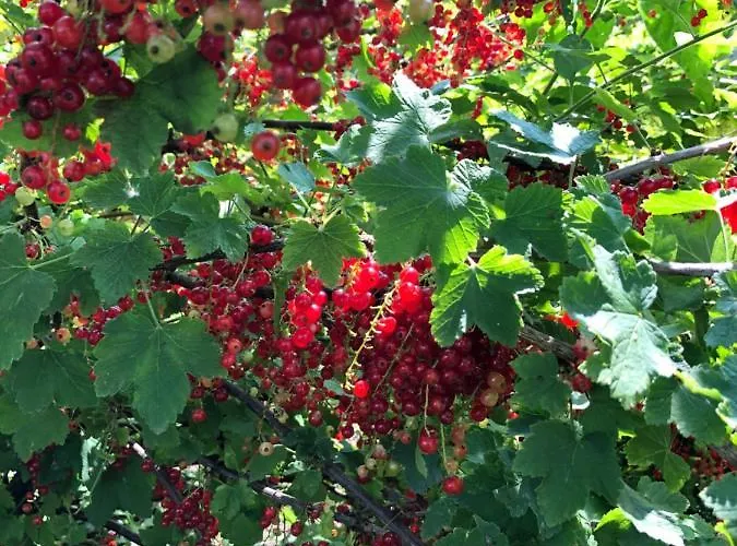 Le Galvani Semesterbostad