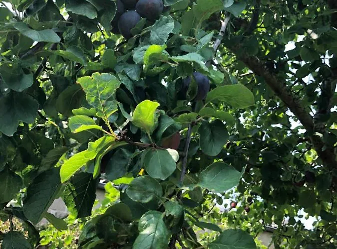 Semesterbostad Le Galvani Honfleur
